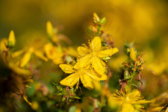 Blooming amber flowers with yellow petals