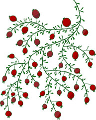 Vector simple drawing of a wild rose. Red berry. Berry bush.