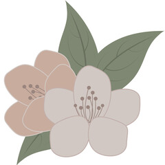 Obraz premium jasmine flowers illustration
