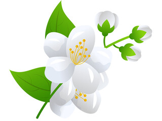  jasmine flowers illustration