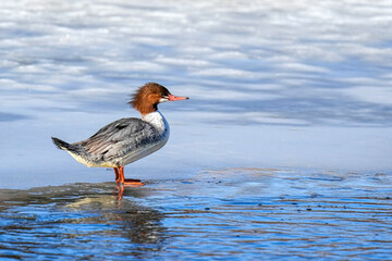 Common Merganser - Female