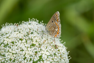 Butterfly on ground elder, herb gerard. Macro. Shallow DOF. Blurry Background.