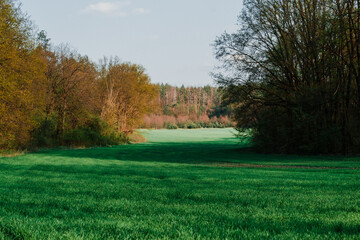 Summer sunny day, green field in the sun