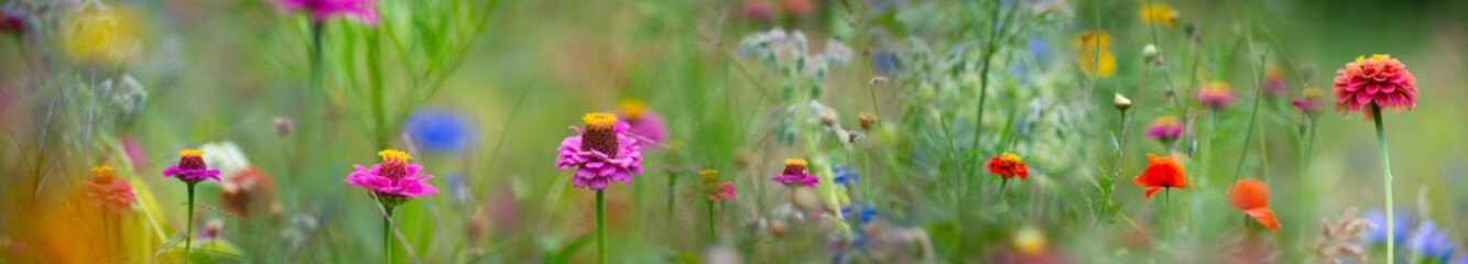 beautiful meadow flowers with nice bokeh - soft focus art floral background