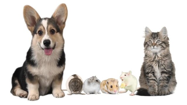 cat and rat and dog on white background