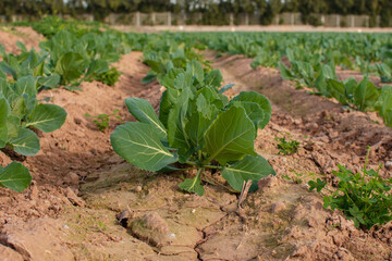 Cabbage plant with green leaves growing in the middle of a crop on a farm