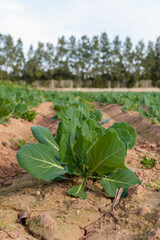 Close-up of a cabbage plant with green leaves in the middle of a crop