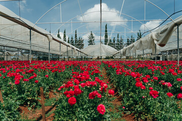 large open greenhouse with red roses