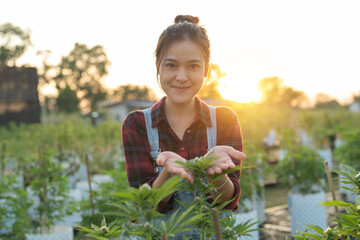 A woman worker working in outdoor marijuana field, hemp or cannabis plant flower leaves farm lab. Product in laboratory in medical, healthcare, research. Natural food. Ganja narcotic weed. People