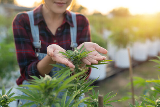A woman worker working in outdoor marijuana field, hemp or cannabis plant flower leaves farm lab. Product in laboratory in medical, healthcare, research. Natural food. Ganja narcotic weed. People