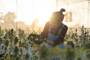 A woman worker working in outdoor marijuana field, hemp or cannabis plant flower leaves farm lab....