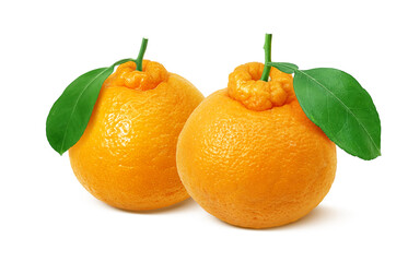 デコポン でこぽん イラスト リアル