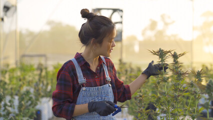 A woman worker working in outdoor marijuana field, hemp or cannabis plant flower leaves farm lab. Product in laboratory in medical, healthcare, research. Natural food. Ganja narcotic weed. People - 560456228