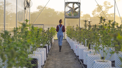A woman worker working in outdoor marijuana field, hemp or cannabis plant flower leaves farm lab. Product in laboratory in medical, healthcare, research. Natural food. Ganja narcotic weed. People