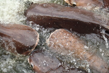 The fish in the pond are taking the food thrown from the farmers.