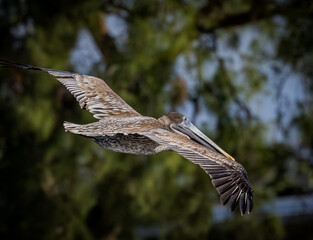 American Brown pelican flies over the inlet called Venice North Jetty