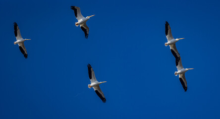A flock of five white pelicans flying overhead with beautiful blue sky