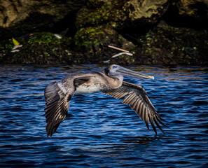 American brown pelican with wings lowered flies over the water of the Gulf of Mexico