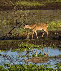 Deer grazes near pond in Myakka State Park