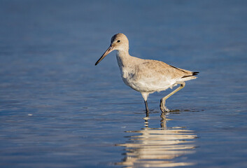 Delicate shorebird, the willet in Fort DeSoto