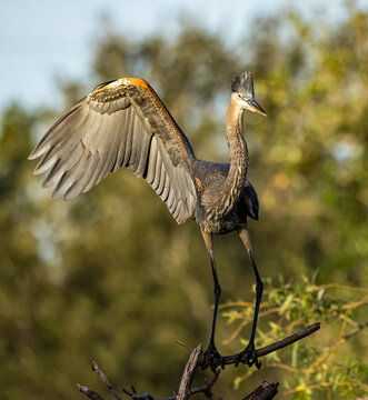 Immature great blue herron lands on branch