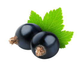 Two black currant berries with leaf cut out