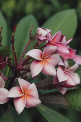 street flowers in Thailand