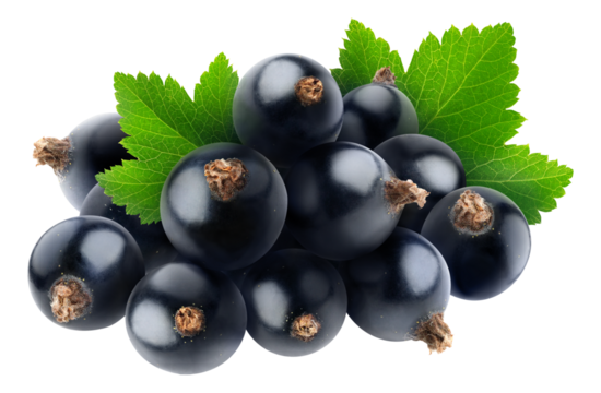 Pile of fresh black currants with leaf cut out