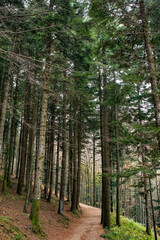 Appennini tosco-emiliani, città metropolitana di Bologna, Emilia Romagna