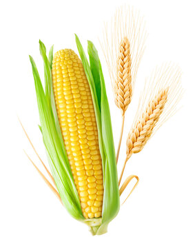 One ear of corn and two ears of wheat with leaves, cut out
