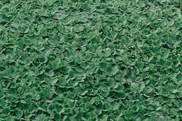 texture of aquatic plants and leaves