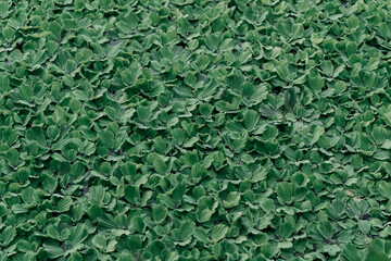 texture of aquatic plants and leaves