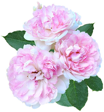 Light Pink Roses Bouguet cut out 