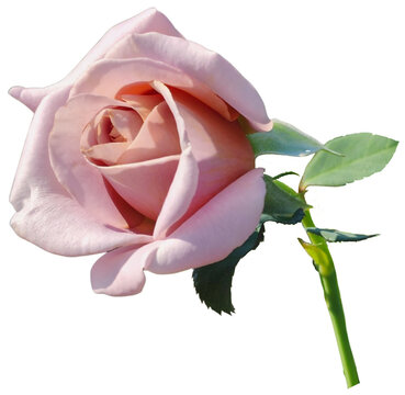 Old Rose Cutout 