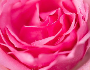 Pink rose flower close up for background and soft focus horizontal shape