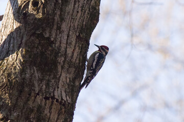 This yellow-bellied sap sucker was clinging to the side of this tree when I took his picture. This larger woodpecker looks beautiful with the red cap on his head and the yellow patch on his belly.