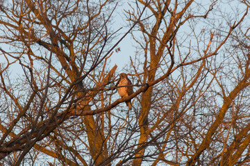 This red-shouldered hawk was sitting in this tree the other day when I took this picture. The glow of the setting sun was hitting him at the time showing why they call it golden hour.