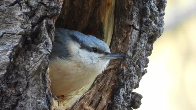 Close up of a eurasian nuthatch sitting at the entrance of a hole in a tree with its feathers puffed up and looking around while another nuthatch calls in the background