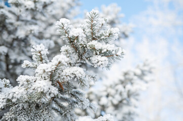 Closeup of fair trees under the snow, beauty frosty winter day.
