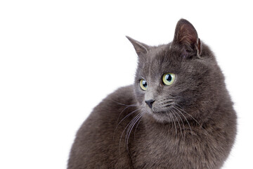 portrait of a cat on white background