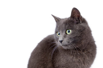 portrait of a cat on white background