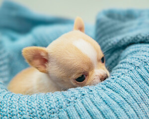 Small dog funny puppy cute chihuahua on knitted isolated on the white