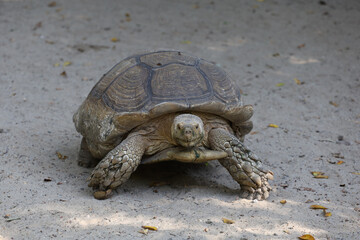 Sulcata tortoise in the garden at thailand