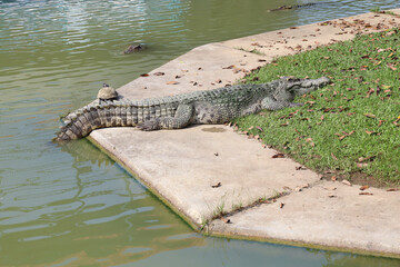 The thai crocodile rest near the river