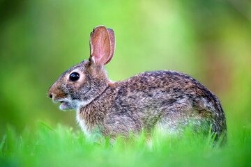 Grey small hare eating grass on summer field. Wild rabbit in nature