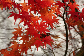 美しく色づいた紅葉