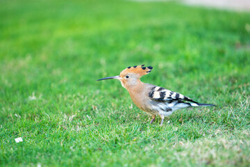Hoopoe with extended neck on green grass under sunlight in Egypt