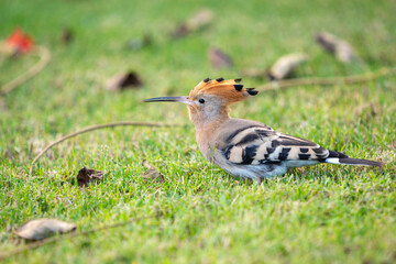 Hoopoe standing on green grass under sunlight in Egypt