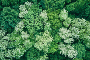 Top down flat aerial view of dark lush forest with blooming green trees canopies in spring