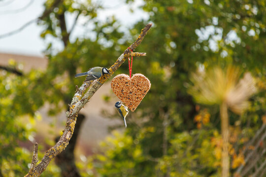 Une m&eacute;sange charbonni&egrave;re et une m&eacute;sange bleue picorent une boule de graisse en forme de c&oelig;ur suspendu &agrave; une branche